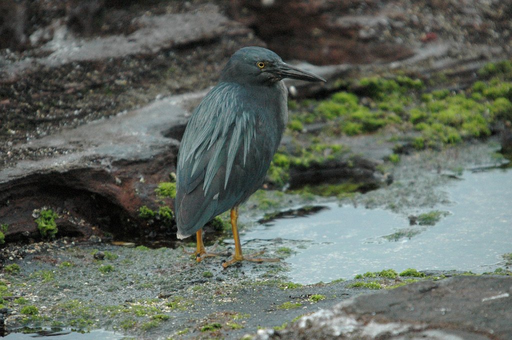 Heron, Lava, 2004-11056351.JPG - Lava Heron, Galapagos, 2004